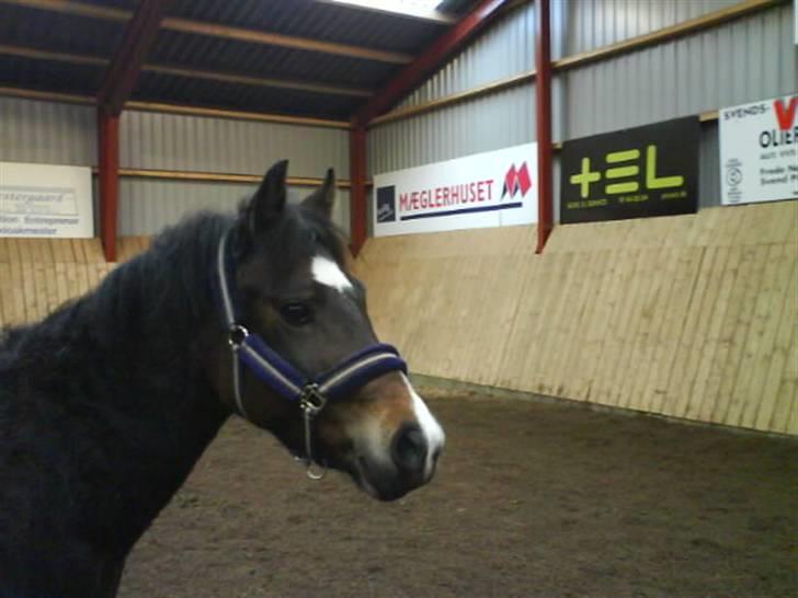 New Forest Birkilds Fortuna billede 20