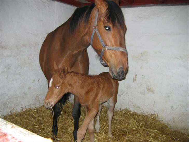 Dansk Varmblod Cvæs - Stjålet 2009 født - Her er jeg så med min mor helt ny og fin men  hende har jeg desværre ikke mere billede 8