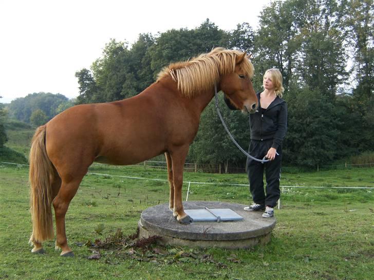 Anden særlig race Flika (SOLGT) - Til Horsemanship  :)  det var mega hyggelig   billede 19