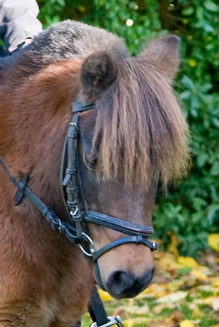 Shetlænder Tarzan - Tarzans smukke hoved billede 11