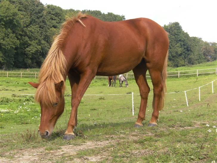 Anden særlig race Flika (SOLGT) - Til Horsemanship  :)  elsker dig flika skat billede 20