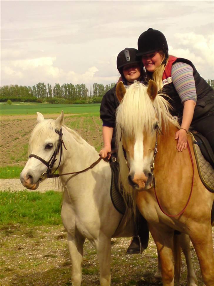 Tyroler Haflinger Fie solgt - Stjernen billede 1