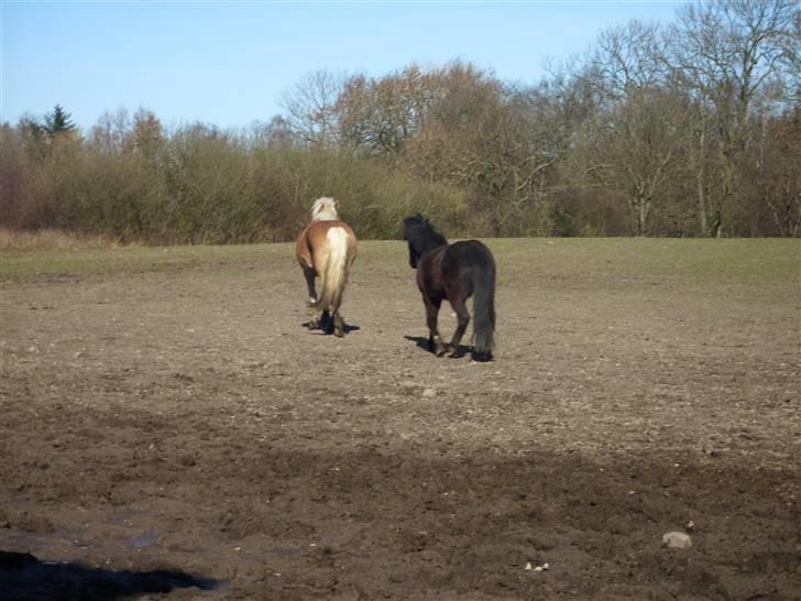 Tyroler Haflinger Fie solgt - Fie med sin kæreste billede 2