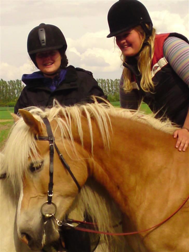 Tyroler Haflinger Fie solgt - elsker hende billede 3