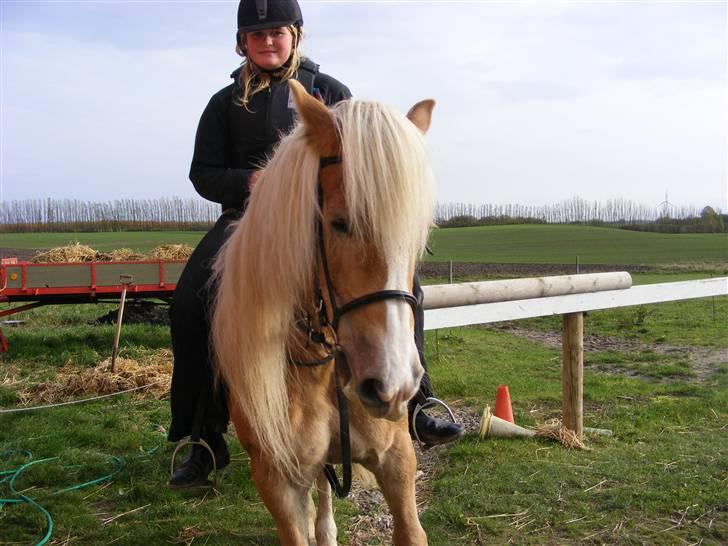 Tyroler Haflinger Fie solgt - På banen billede 4