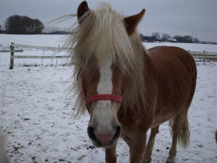 Tyroler Haflinger Fie solgt - Fie i sneen billede 5