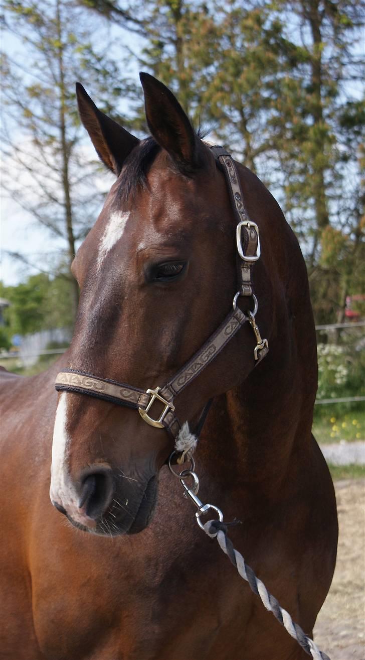 Oldenborg Pascal billede 1