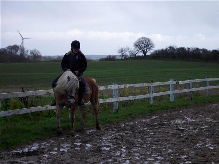 Tyroler Haflinger Fie solgt - så skal der trænnes billede 6