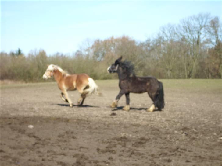 Tyroler Haflinger Fie solgt - og så skulle fører hanen lige vise sig for Fie billede 7