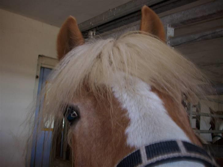 Tyroler Haflinger Fie solgt - hvor er hun kær billede 8