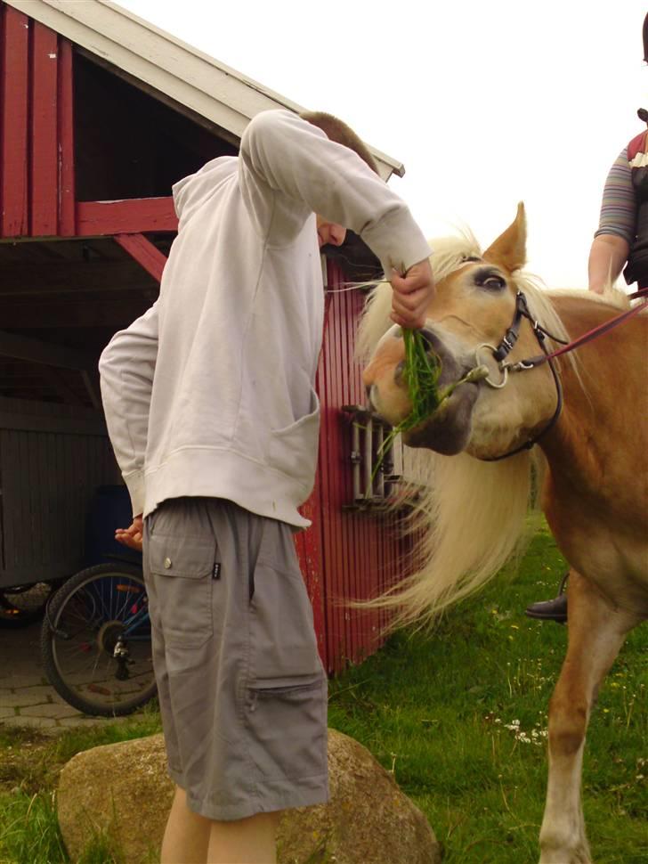 Tyroler Haflinger Fie solgt - og hun bliver så træt, når hun har det sjovt billede 9