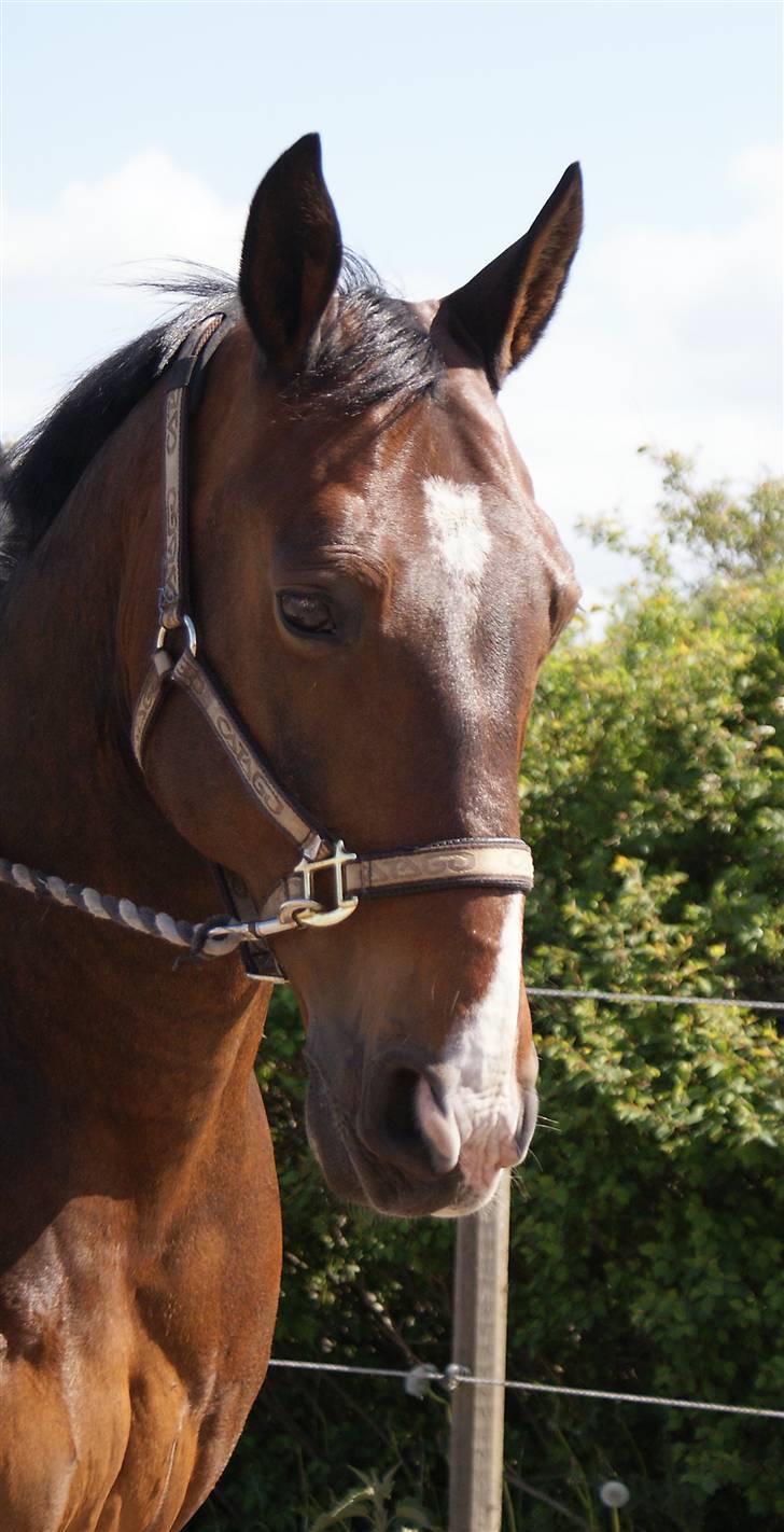 Oldenborg Pascal billede 3