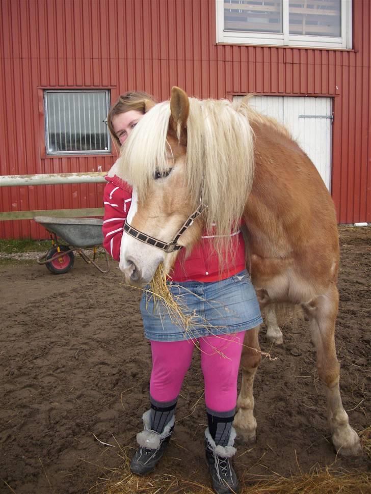 Tyroler Haflinger Fie solgt - min skat og jeg billede 10