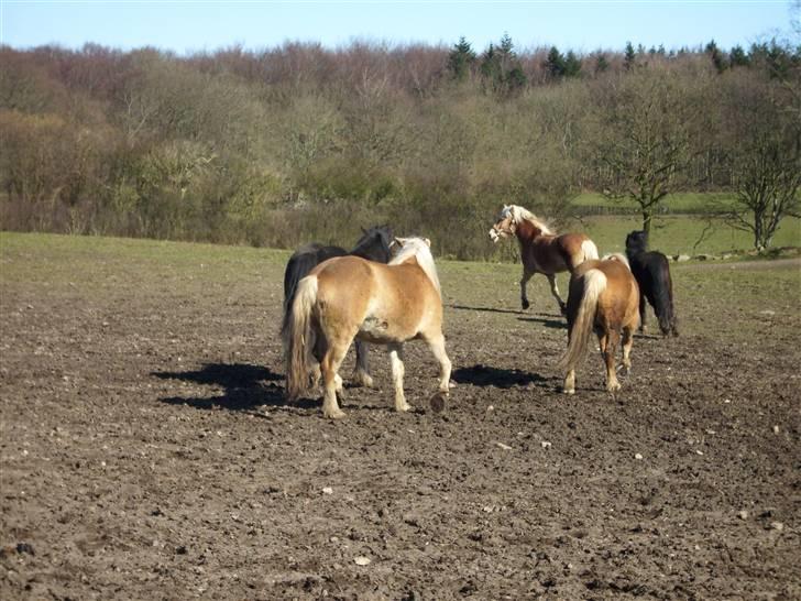 Tyroler Haflinger Fie solgt - fie er den foreste hest¨ billede 11