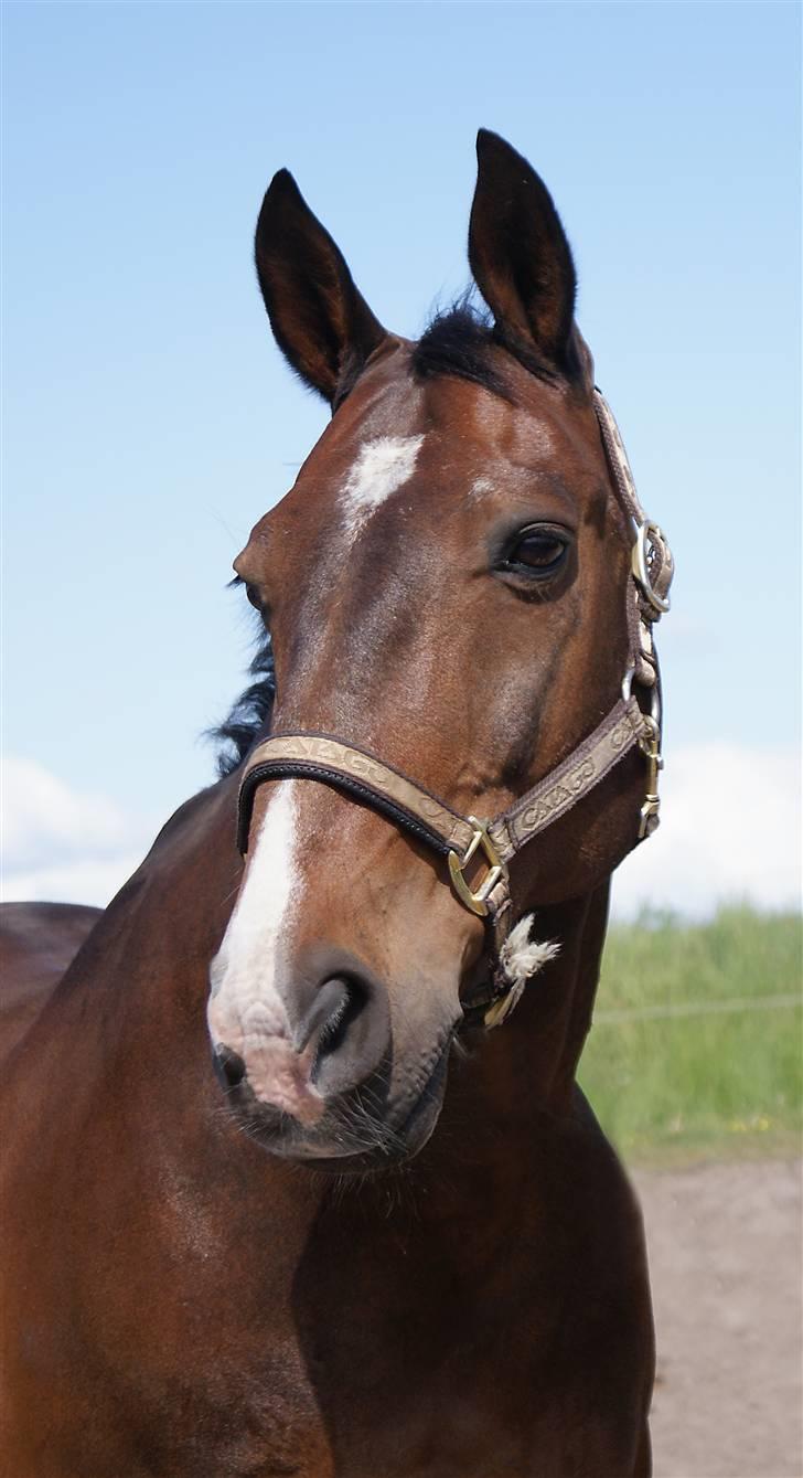 Oldenborg Pascal billede 4