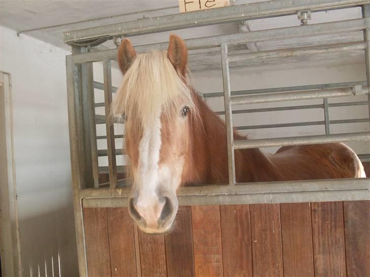 Tyroler Haflinger Fie solgt - i hendes gamle boks på ulstrup billede 12