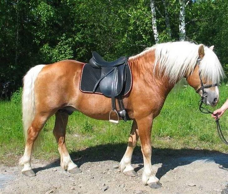 Tyroler Haflinger Fie solgt - fie´s far billede 13