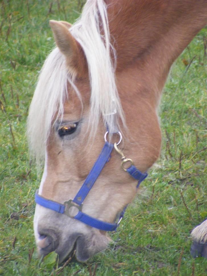 Tyroler Haflinger Fie solgt - skønheden billede 14