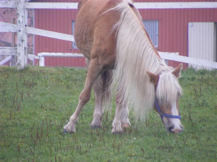 Tyroler Haflinger Fie solgt - lang man og flot udsende billede 15
