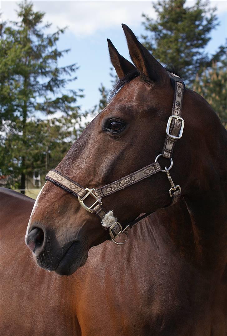 Oldenborg Pascal billede 5