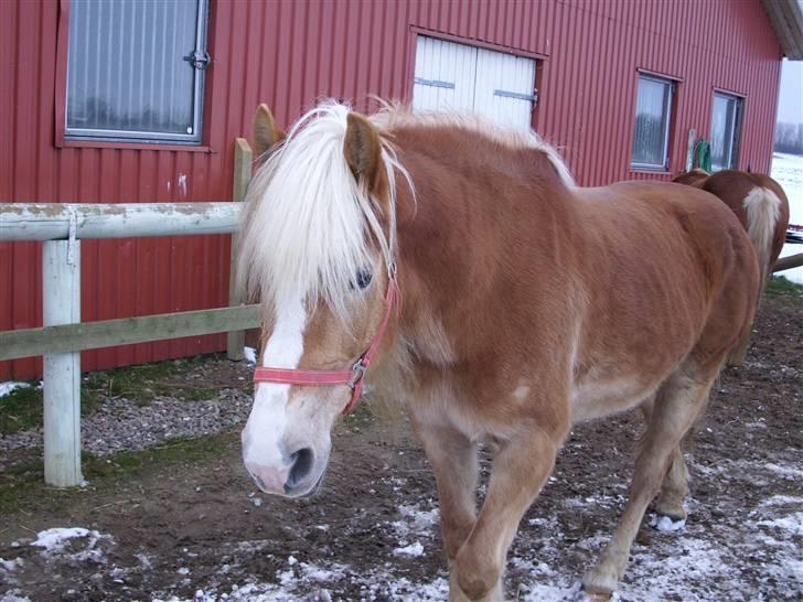 Tyroler Haflinger Fie solgt - Fie billede 16