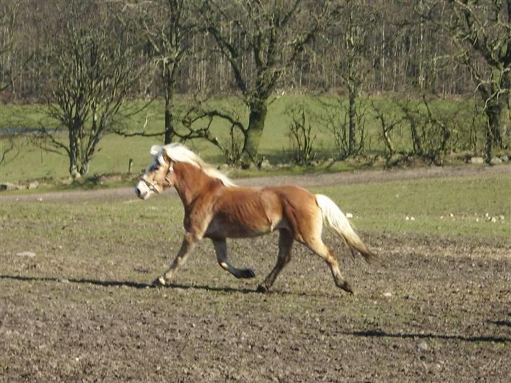 Tyroler Haflinger Fie solgt - her er hun er trav med strakte ben billede 17