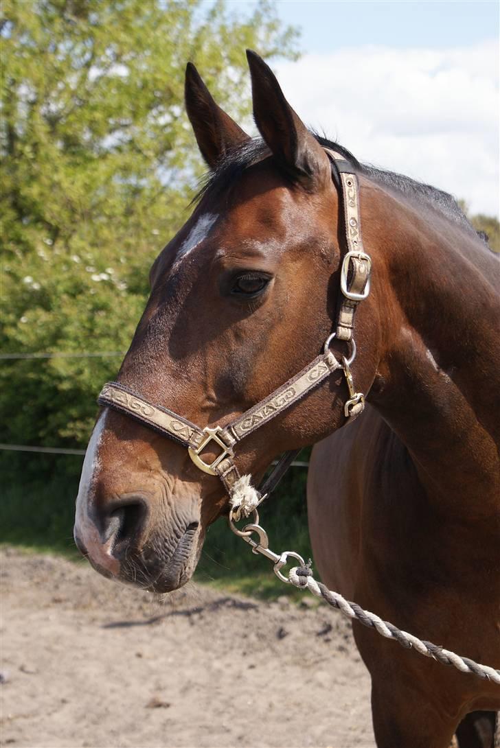 Oldenborg Pascal billede 6