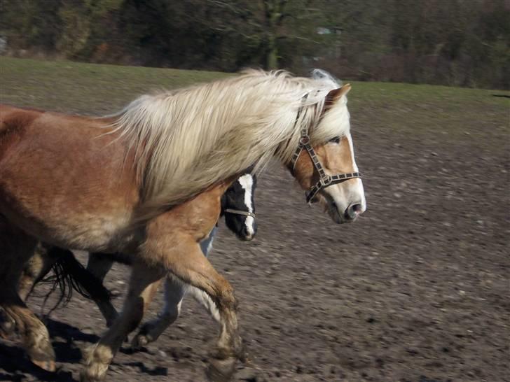 Tyroler Haflinger Fie solgt - Fie med sin pap lille bror billede 18