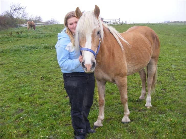 Tyroler Haflinger Fie solgt - Fie og jeg billede 19