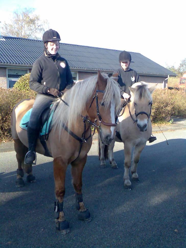 Fjordhest Casus - solgt :'( - Casus sammen med Hodder :) billede 16