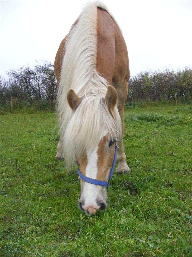 Tyroler Haflinger Fie solgt - Kastanjegårdens Fie billede 20