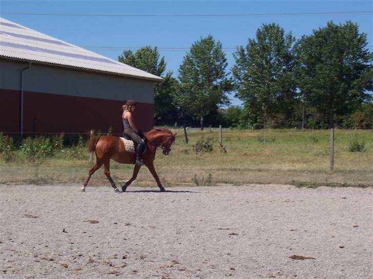 Hollandsk Sportspony Fireball - træning sommer 08. billede 16