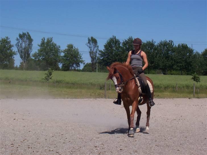Hollandsk Sportspony Fireball - sommer 08. billede 17