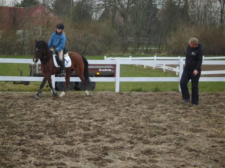 New Forest Jonie Skat<3!  billede 17