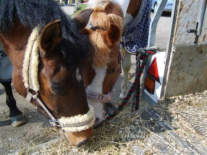 New Forest Jonie Skat<3!  billede 18