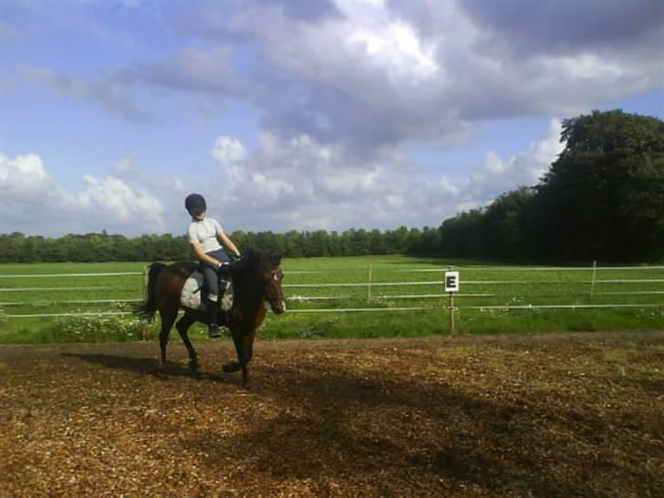 New Forest Jonie Skat<3!  billede 20