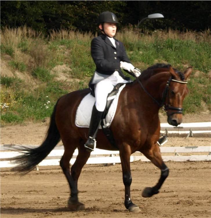 New Forest Hali´s Randy R.I.P - Holdmesterskab, gik fint:$. han var sød men lidt træt. men jeg elsker dig rigtig højt musse<3 billede 13