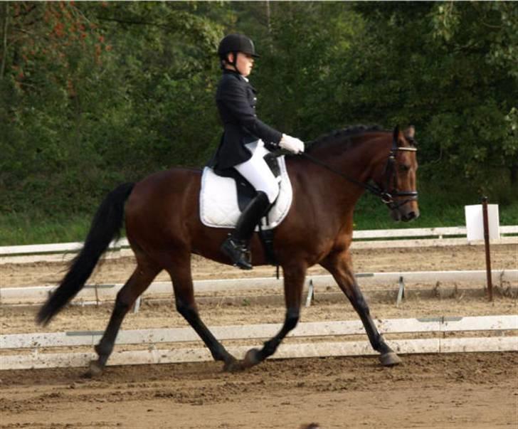 New Forest Hali´s Randy R.I.P - Holdmeterskaberne, jeg elsker dig hali<3 er så glad for vi kom med på holdet:$ billede 14