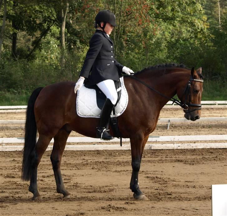 New Forest Hali´s Randy R.I.P - jeg er så over lykkelig over at have fået dig, Basse:´)  -jeg elsker dig meget højt<3 billede 15