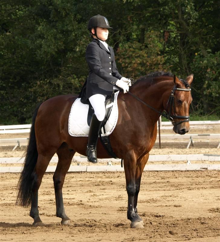 New Forest Hali´s Randy R.I.P - til holdmesterskabet:$. du en helt fantastisk og unik pony:´) ingen ting eller ord kan beskrive dig i hele verdens, du er så smuk:$ billede 16