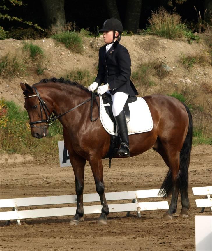 New Forest Hali´s Randy R.I.P - jaja, jeg ser dum ud, men jeg koncentrer mig:]? såå .. Hali du er verdens bedste pony :´). billede 17