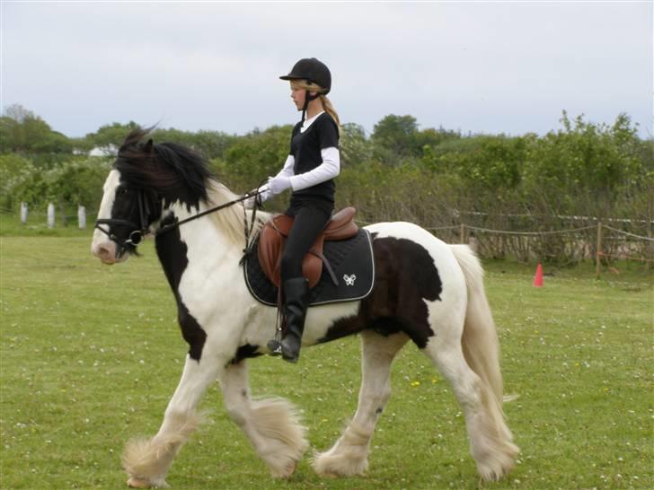 Irish Cob Sir Malthe SOLGT billede 2