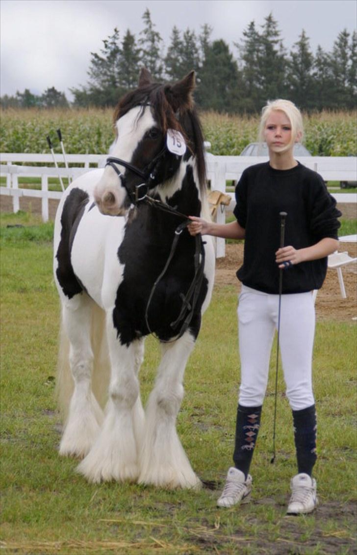 Irish Cob Sir Malthe SOLGT billede 3