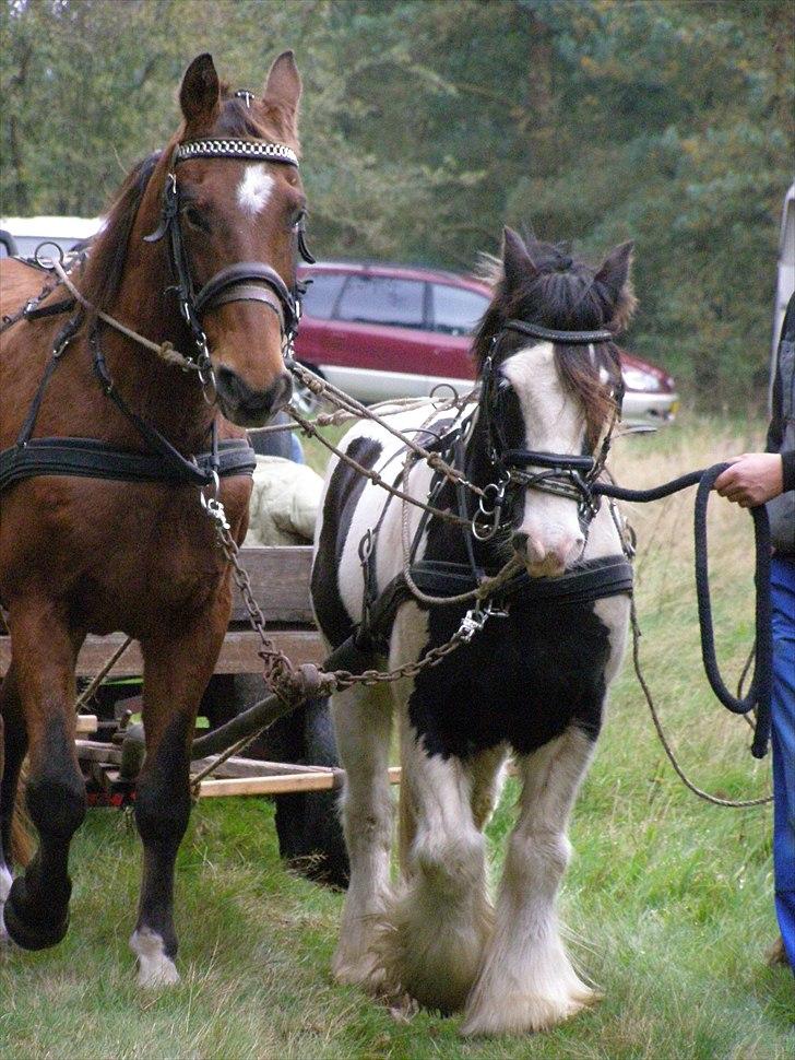 Irish Cob Sir Malthe SOLGT - Malthe første gang for vogn :o) billede 4