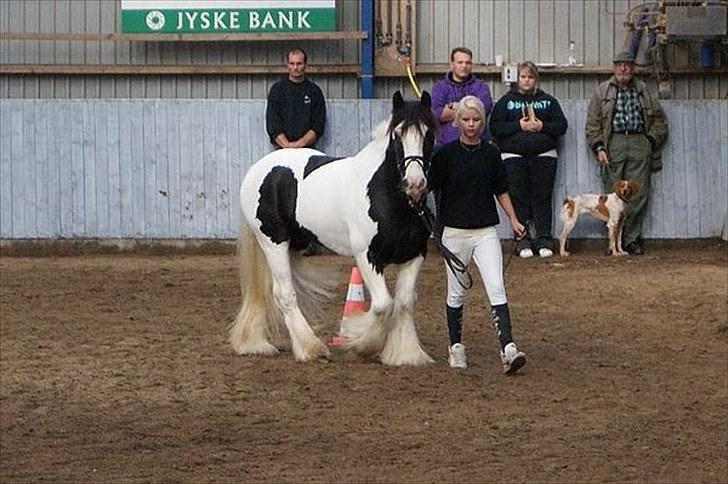 Irish Cob Sir Malthe SOLGT billede 6