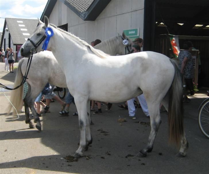 Connemara AC-Belle Air af Engvang - Belle Landsskuet Herning 2008 billede 14
