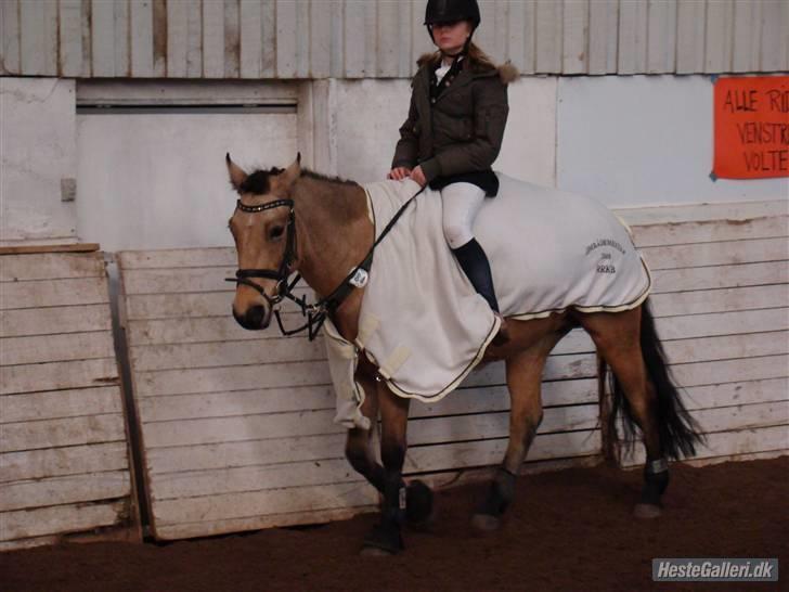 Hollandsk Sportspony Valerie (solgt 09) - Ditte skridter Valerie af, efter vi havde startet vores første LC:o) 02/11-08 i Aars foto: Alex billede 9