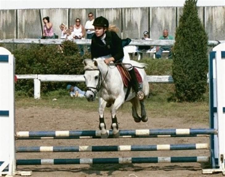 Anden særlig race Sky Jumper - solgt billede 2