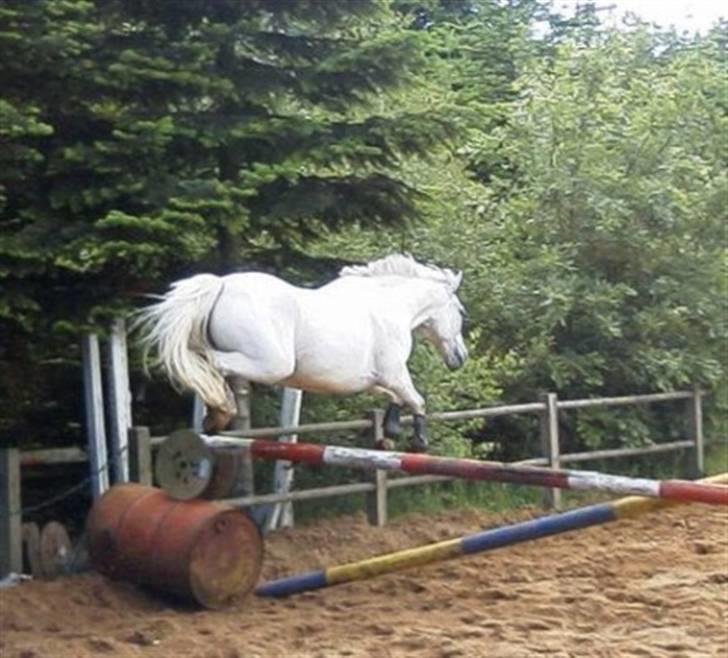 Anden særlig race Sky Jumper - solgt billede 9