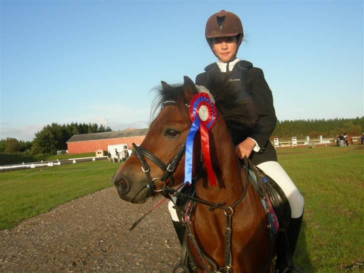 Welsh Mountain (sec A) Mr. Morgan - Morgan til klubstævne ... Fotograf: Min Far / Frederic Putman billede 13